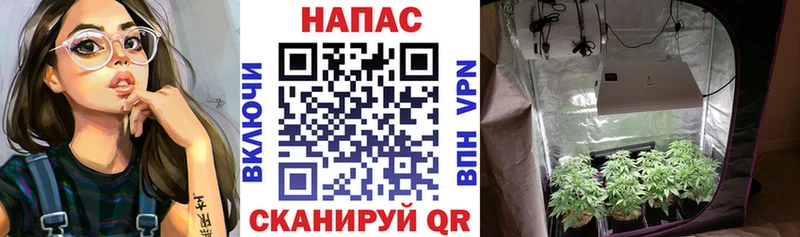 Шишки марихуана тримм  MEGA ONION  Красный Холм  где найти наркотики 